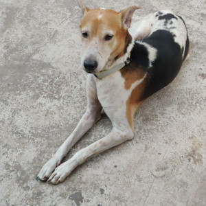 Missing: Black and White Male Indie Dog from Mount Mary CHS, Tilak Nagar, Vidyavihar, Mumbai-2