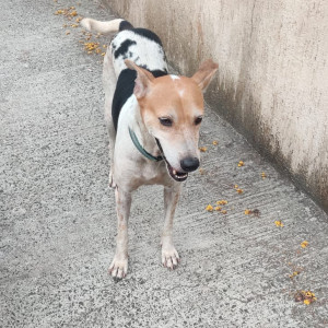 Missing: Black and White Male Indie Dog from Mount Mary CHS, Tilak Nagar, Vidyavihar, Mumbai-3