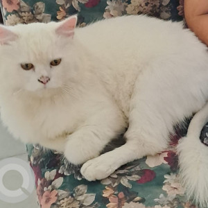 Missing: White Male Persian Cat from Ashok Marg, Road no. 5, South City 1, Gurgaon