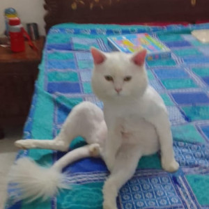 Missing: White Male Persian Cat from Ashok Marg, Road no. 5, South City 1, Gurgaon-3