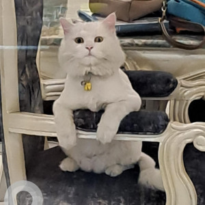 Missing: White Male Persian Cat from Ashok Marg, Road no. 5, South City 1, Gurgaon-2