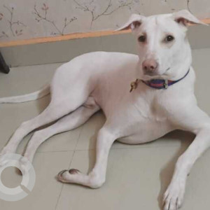 Missing: White Male Rajapalayam Dog from Majeeth road, sivaganga, tamil nadu-3