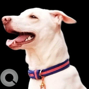 Missing: White Male Rajapalayam Dog from Majeeth road, sivaganga, tamil nadu-2