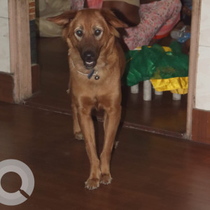 Missing: Brown Female Indie Dog from Abhay khand 1 Indirapuram,  Ghaziabad, Uttar Pradesh-2