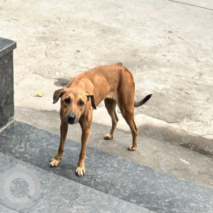 Missing: Brown Female Indie Dog from MD Block, Pitampura