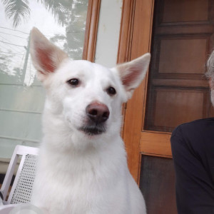 Missing: White Male Spitz Indian mix Dog from Palam Vihar, J-Block, Sector-1 Gurgaon, Haryana