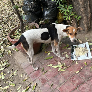 Missing: White Female Indie Dog from Outside Kings Court main gate GK 2 (Greater Kailash Part 2), South Delhi