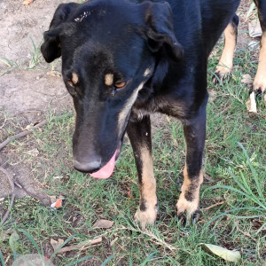 Missing: Black Female Indie Dog from Gail appartments, Sector 62,  Noida-2