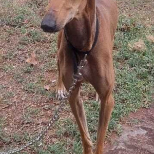 Missing: Brown Female Chippiparai Dog from Jayabharath city, Avaniyapuram bypass-2