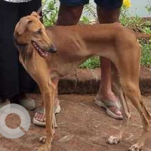 Missing: Brown Female Chippiparai Dog from Jayabharath city, Avaniyapuram bypass