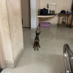 Missing: Black and Brown Male Minpin Dog from Thoraipakkam, Chennai-2