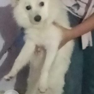 Missing: White Male Spitz Dog from Hanuman Setu Mandir to Lucknow University-2