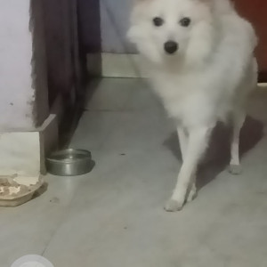 Missing: White Male Spitz Dog from Hanuman Setu Mandir to Lucknow University-3