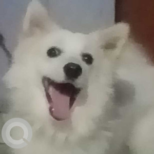 Missing: White Male Spitz Dog from Hanuman Setu Mandir to Lucknow University