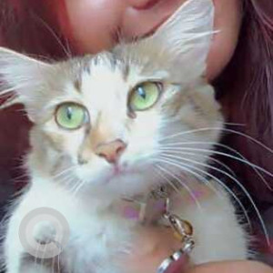 Missing: White-Brown Mix Female Calico Cat from Koramangala, Domlur Flyover, Indiranagar