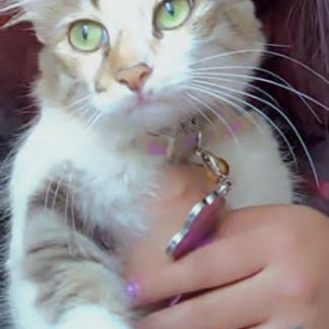 Missing: White-Brown Mix Female Calico Cat from Koramangala, Domlur Flyover, Indiranagar-3