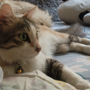 Missing: White-Brown Mix Female Calico Cat from Koramangala, Domlur Flyover, Indiranagar-2