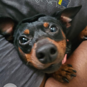 Missing: Black and Brown Male Miniature Pinschers Dog from Golden temple, Manikonda,  Hyderabad-2