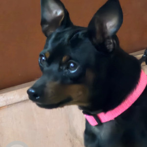 Missing: Black and Brown Male Miniature Pinschers Dog from Golden temple, Manikonda,  Hyderabad-3