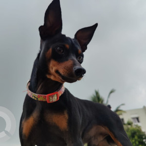 Missing: Black and Brown Male Miniature Pinschers Dog from Golden temple, Manikonda,  Hyderabad-4