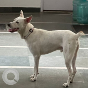 Missing: White-Brown Mix Male Indian Mongrel Dog from Kilpauk, Chennai-2