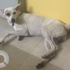 Missing: White-Brown Mix Male Indian Mongrel Dog from Kilpauk, Chennai