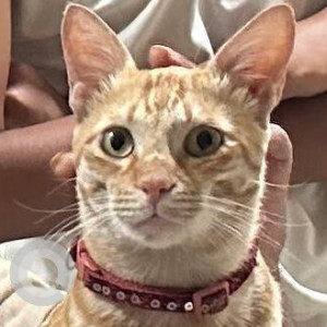 Missing: Orange Male Indie Cat from Gulmohar Symphony, Tukaram Nagar, Kharadi, pune