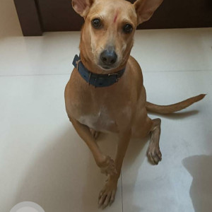 Missing: Brown Female Indie Dog from Ayapakkam, Ezhil nagar-2