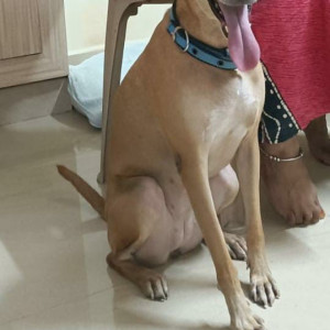 Missing: Brown Female Indie Dog from Ayapakkam, Ezhil nagar-3