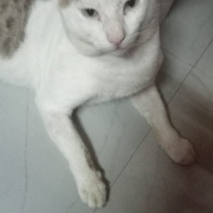 Missing: White and Grey Male Indie Cat from Joseph Patel Wadi, Seven Bunglows, Andheri West Mumbai-3