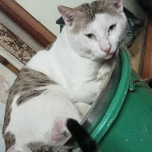 Missing: White and Grey Male Indie Cat from Joseph Patel Wadi, Seven Bunglows, Andheri West Mumbai-2