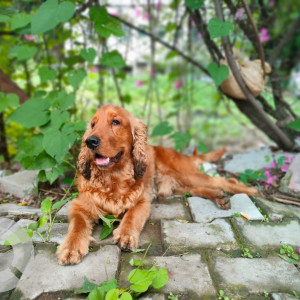 Found: Brown Male Cocker Spaniel Dog from Bhairoba Road, NEAR AFMC ,Wanwadi ,Pune