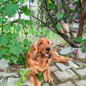 Found: Brown Male Cocker Spaniel Dog from Bhairoba Road, NEAR AFMC ,Wanwadi ,Pune-3