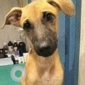 Missing: Black and Brown Male Indie Dog from University of Mumbai, Kalina Santacruz (East)