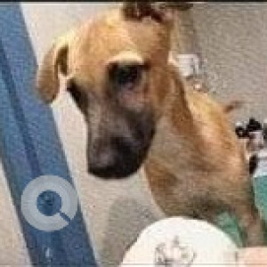 Missing: Black and Brown Male Indie Dog from University of Mumbai, Kalina Santacruz (East)-2