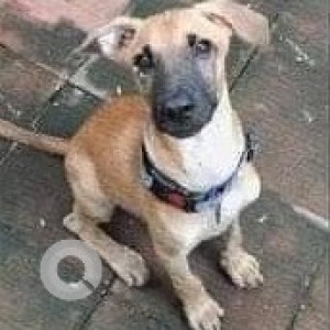 Missing: Black and Brown Male Indie Dog from University of Mumbai, Kalina Santacruz (East)-3
