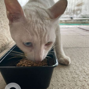 Found: White Male Indie Cat from Tranquility society, veerbhadra nagar road baner-2