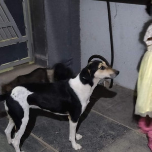 Missing: Black and White Female Indie Dog from Ramkrishna Mangal karyalay, Pimple Gurav, Pune-2