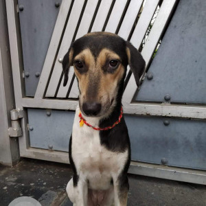 Missing: Black and White Female Indie Dog from Ramkrishna Mangal karyalay, Pimple Gurav, Pune
