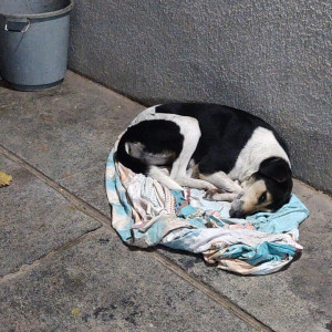 Missing: Black and White Female Indie Dog from Ramkrishna Mangal karyalay, Pimple Gurav, Pune-3