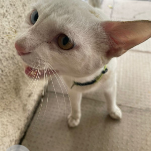 Found: White Male Indie Cat from Tranquility society, veerbhadra nagar road baner