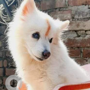 Missing: White Female Pomeranian Dog from Budh bazar new modern shahdara