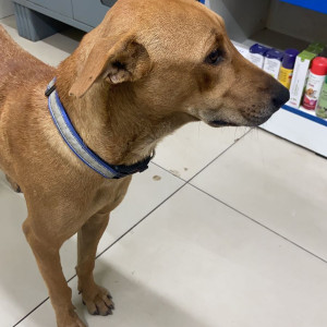 Missing: Brown Male Indie Dog from Bellandur Oil India Petrol Pump-2