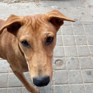 Missing: Brown Male Indie Dog from Bellandur Oil India Petrol Pump-3