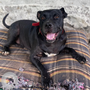 Missing: Black Male Staffordshire terrier Dog from Near Gupta Farm House , NDA Chandni Chowk