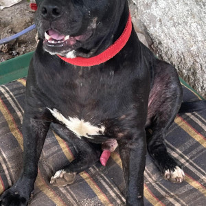 Missing: Black Male Staffordshire terrier Dog from Near Gupta Farm House , NDA Chandni Chowk-2