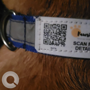 Missing: Brown Male Indie Dog from Bellandur Oil India Petrol Pump-4