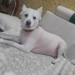 Missing: White Female Pomeranian Dog from District Park Rohini Sector 16-3