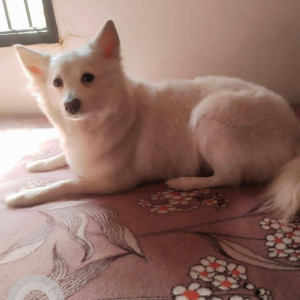 Missing: White Female Pomeranian Dog from District Park Rohini Sector 16-2
