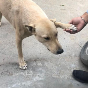 Missing: Brown Male Indie Dog from Rajouri garden, New Delhi-2